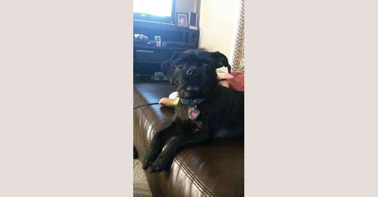 Photo of Fuu, a Pug, Yorkshire Terrier, Biewer Terrier, and Beagle mix in Louisville, Kentucky, USA