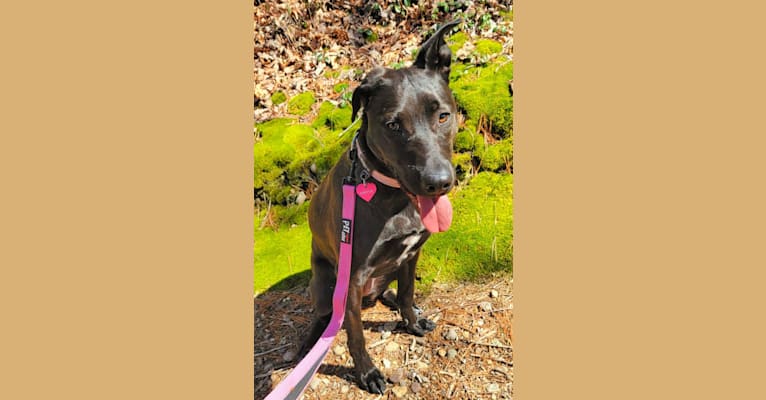 Harper, an American Pit Bull Terrier and Australian Shepherd mix tested with EmbarkVet.com