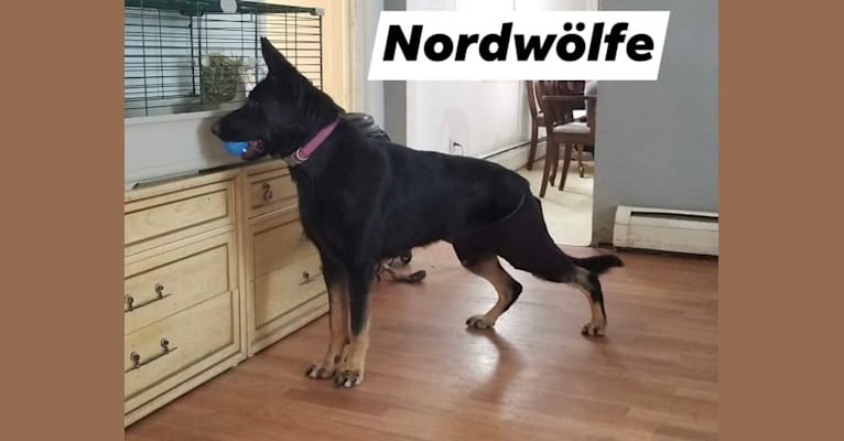 Chevron aus dem Nordwölfe, a German Shepherd Dog tested with EmbarkVet.com