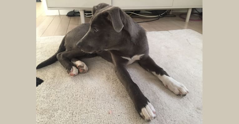 Dorian Grey, a Border Collie and Staffordshire Terrier mix tested with EmbarkVet.com