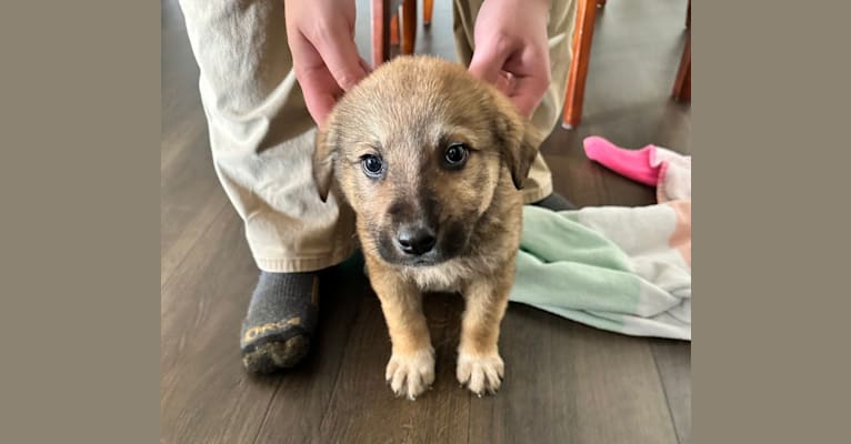 Maverick, a Great Pyrenees and German Shepherd Dog mix tested with EmbarkVet.com