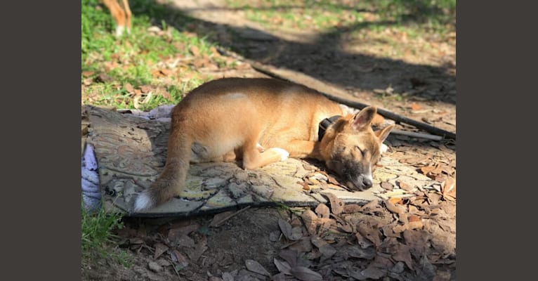 The Wizard’s Koga Tāne, a New Guinea Singing Dog tested with EmbarkVet.com