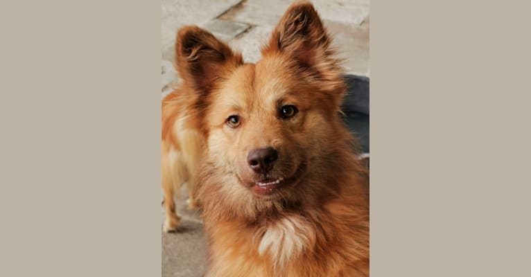 Ymur, an Icelandic Sheepdog tested with EmbarkVet.com