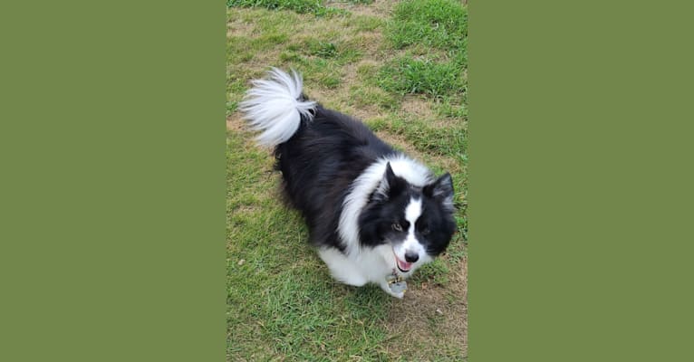 Rocko, an American Eskimo Dog and Shetland Sheepdog mix tested with EmbarkVet.com