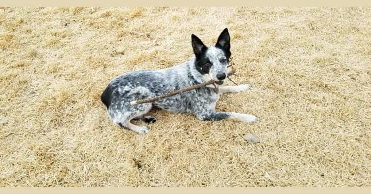 Indie, an Australian Cattle Dog tested with EmbarkVet.com