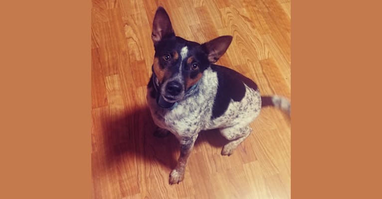 Trigger, a Rat Terrier and Australian Cattle Dog mix tested with EmbarkVet.com