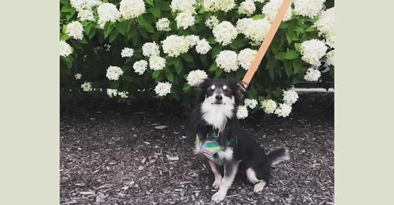 Embark Dog DNA Test - Breed