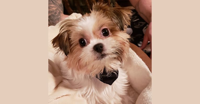 Becky Baphomet, a Shih Tzu and Yorkshire Terrier mix tested with EmbarkVet.com