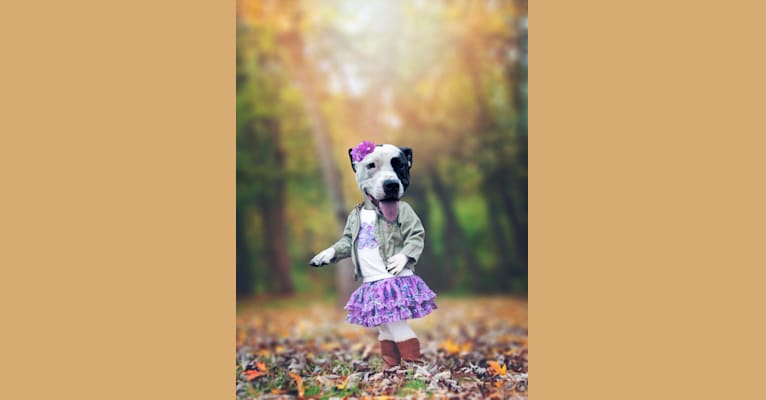 Morgan, an American Pit Bull Terrier and American Staffordshire Terrier mix tested with EmbarkVet.com