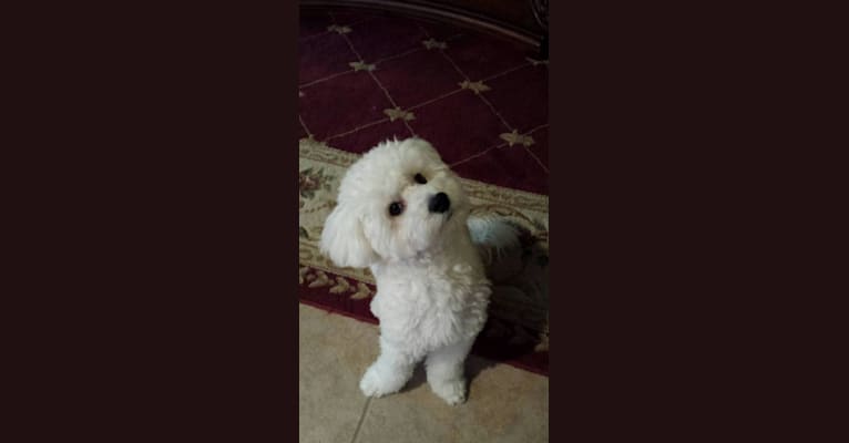 Snoopy, a Poodle (Small) tested with EmbarkVet.com