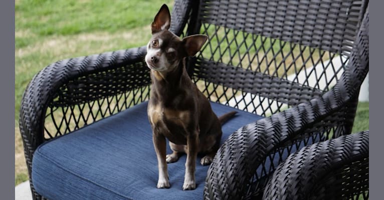 Loki, a Chihuahua and Toy Fox Terrier mix tested with EmbarkVet.com