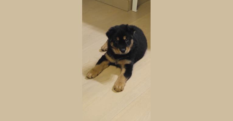 Sparkie, an East Asian Village Dog tested with EmbarkVet.com