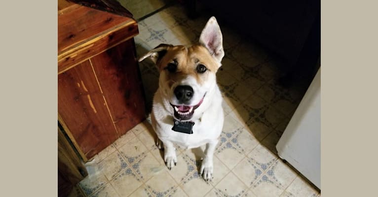 Akatsuki, an Alaskan Malamute and American Pit Bull Terrier mix tested with EmbarkVet.com