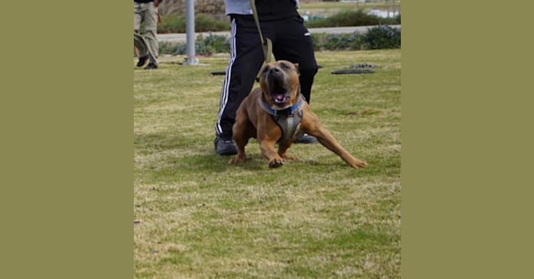 Photo of Storm King, an American Bully  in Bakersfield, CA, USA