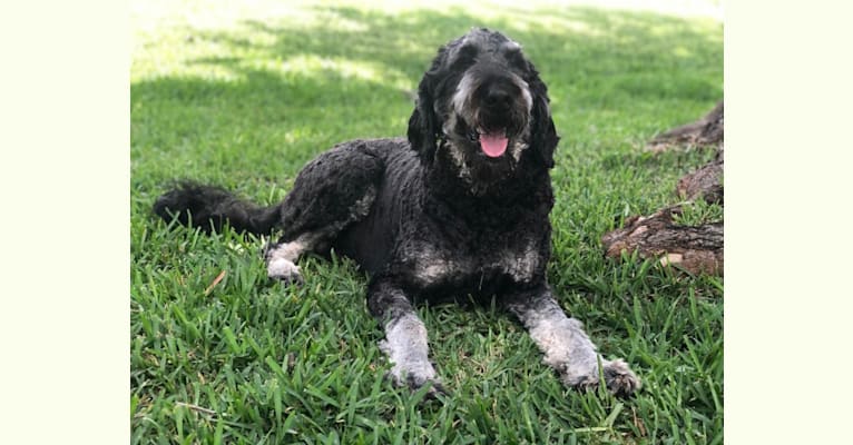 Trotsky, a Bernedoodle tested with EmbarkVet.com