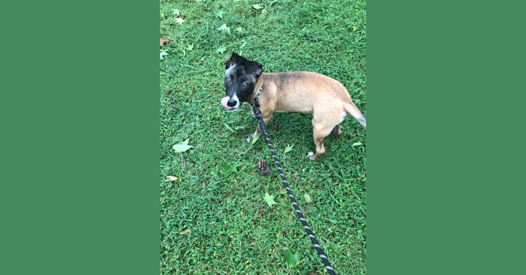 Photo of Zira, an American Pit Bull Terrier, German Shepherd Dog, American Staffordshire Terrier, and Mixed mix in Memphis, Tennessee, USA