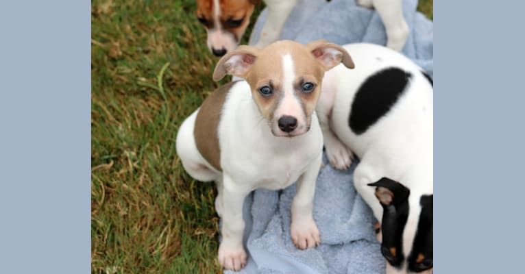 Katie, a Rat Terrier tested with EmbarkVet.com