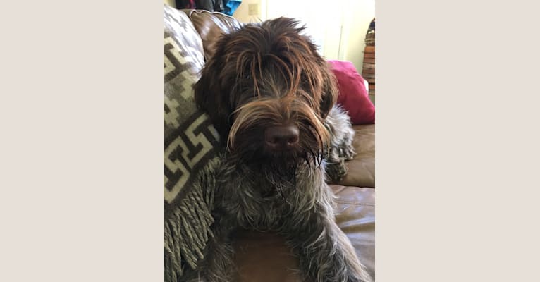 Photo of Uma, a Wirehaired Pointing Griffon  in Mulliken, MI, USA