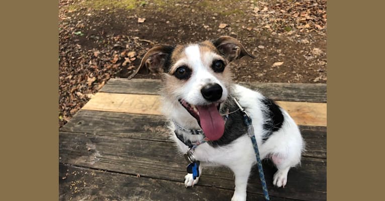 Photo of Sherlock, a Chihuahua, Biewer Terrier, Rat Terrier, Dachshund, Yorkshire Terrier, and Mixed mix in Austin, TX, USA