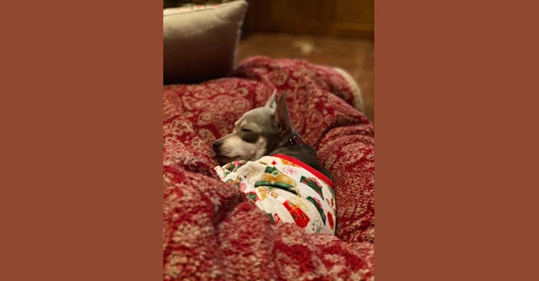 Bennie, a Chihuahua and Miniature Pinscher mix tested with EmbarkVet.com