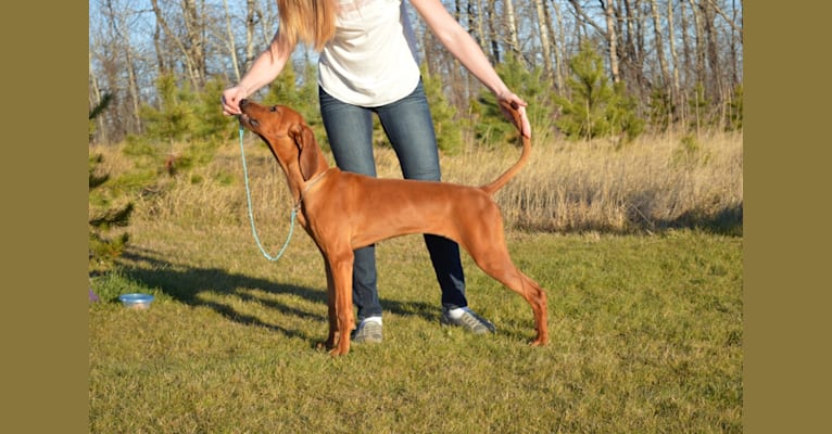 Vogue, a Redbone Coonhound tested with EmbarkVet.com