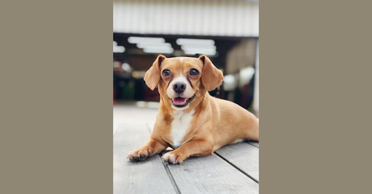 BROWNIE, a Chihuahua and Beagle mix tested with EmbarkVet.com