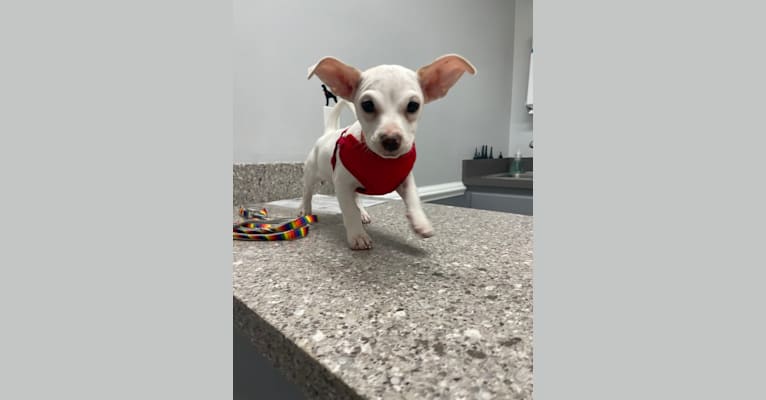Oliver, a Chihuahua and Rat Terrier mix tested with EmbarkVet.com