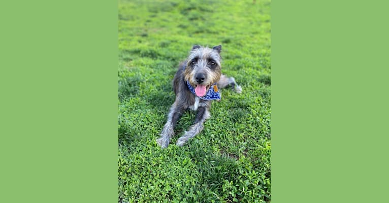 Photo of Callie, an American Pit Bull Terrier, German Shepherd Dog, American Staffordshire Terrier, and Poodle (Small) mix in Glendale, California, USA