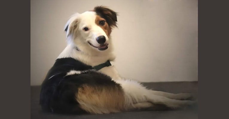 Monty, a Border Collie and Australian Cattle Dog mix tested with EmbarkVet.com