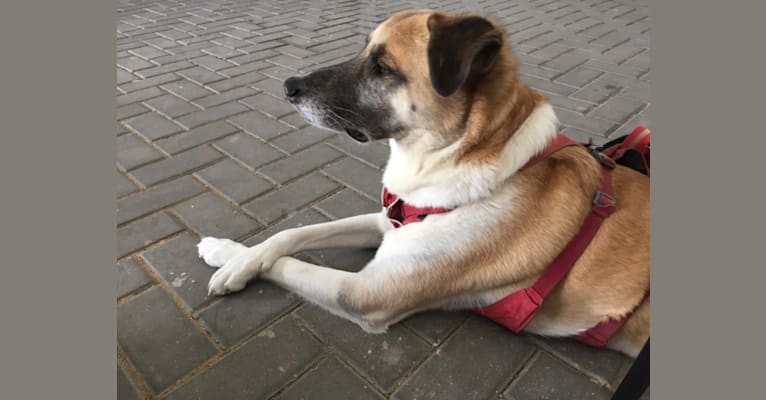 Typhie, an Arabian Village Dog tested with EmbarkVet.com