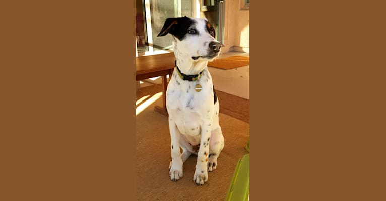 Hamilton, a Doberman Pinscher and Australian Cattle Dog mix tested with EmbarkVet.com