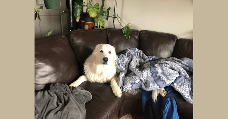 Looney “Chik’in Mini Bandit” Bear, a Great Pyrenees tested with EmbarkVet.com