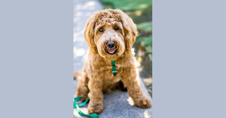 Rowan, a Poodle (Small) and Poodle (Standard) mix tested with EmbarkVet.com