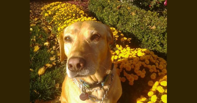 Sadie, a Labrador Retriever and American Bulldog mix tested with EmbarkVet.com