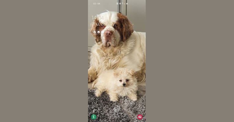 Photo of griffin, a Clumber Spaniel  in England, United Kingdom