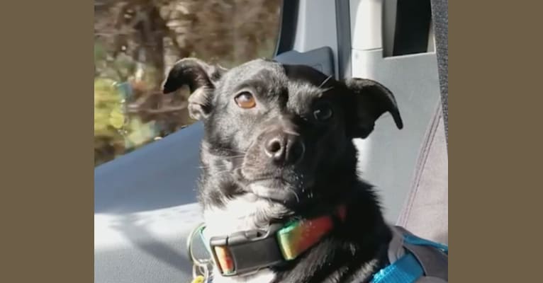 Ollie, a Chihuahua and Dachshund mix tested with EmbarkVet.com