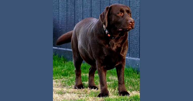 Darsy, a Labrador Retriever tested with EmbarkVet.com