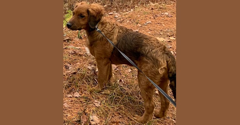 Photo of Milkyway Grizzly Adams, a Poodle (Standard), Australian Cattle Dog, and Labrador Retriever mix in Tennessee, USA
