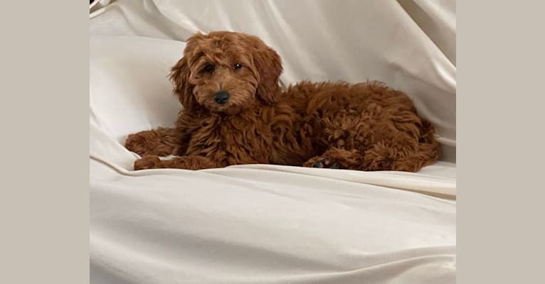Photo of Penny Layne, a Goldendoodle  in Etna Green, IN, USA