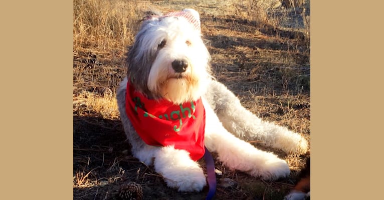 Hamish, an Old English Sheepdog (4.0% unresolved) tested with EmbarkVet.com