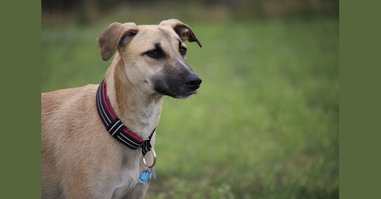 Callie, a South Asian Village Dog tested with EmbarkVet.com