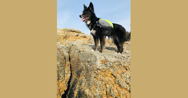 Delta, a German Shepherd Dog and Siberian Husky mix tested with EmbarkVet.com
