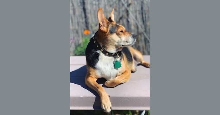 Woody, an American Village Dog and Australian Cattle Dog mix tested with EmbarkVet.com