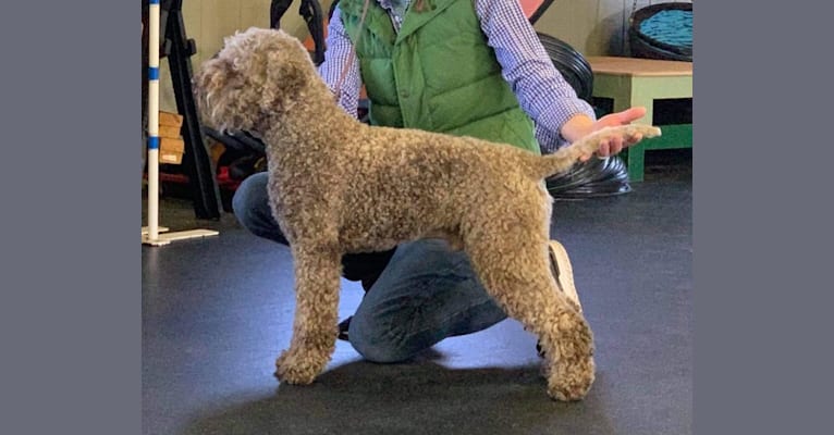 Photo of Chip, a Lagotto Romagnolo  in Boston, KY, USA