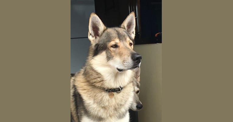 Malachi, a German Shepherd Dog and Siberian Husky mix tested with EmbarkVet.com