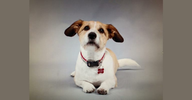 Bobby, a Beagle and Pomeranian mix tested with EmbarkVet.com