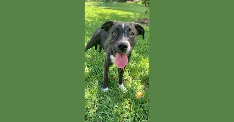 Photo of Leo, an American Pit Bull Terrier, American Staffordshire Terrier, and Mixed mix in Hale County Animal Shelter, Correction Drive, Greensboro, AL, USA