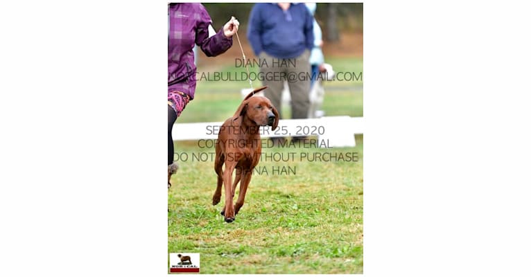 Photo of Toretto, a Redbone Coonhound  in Gresham, OR, USA