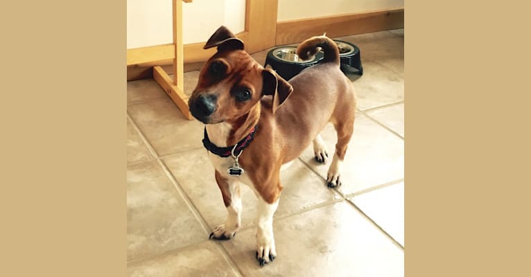 Romeo, a Taco Terrier tested with EmbarkVet.com