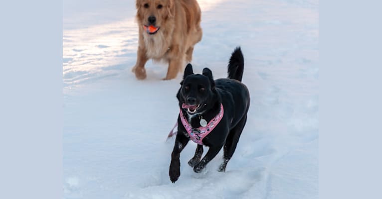 Clementine, a Labrador Retriever and Beagle mix tested with EmbarkVet.com